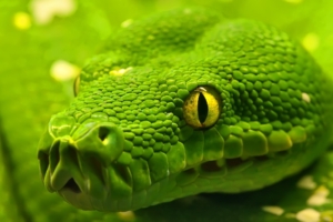 Green Anaconda637293108 300x200 - Green Anaconda - Tiger, green, Anaconda